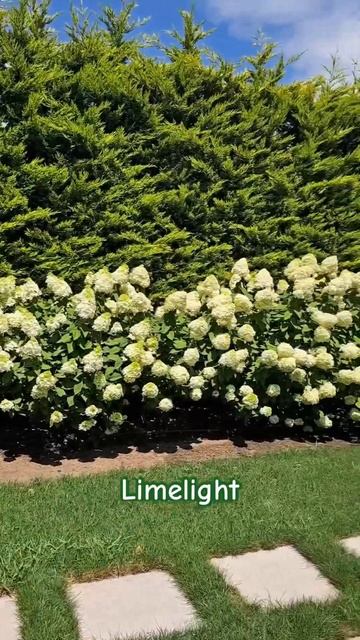#limelight #hydrangea #гортензия #garden #гортензія #flowers #park#jardin#shorts смотреть онлайн
