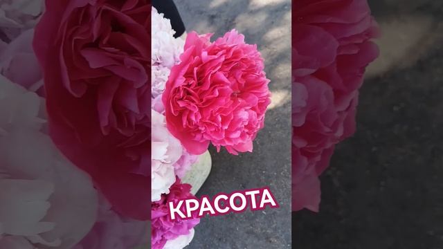 Красота 😍 ПИОНОВ🌺🤗🤩 #релакс #цветы смотреть онлайн