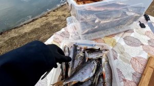 Разведение раков в домашних условиях, бизнес на раках