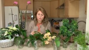 БЕЛАЯ ПЛЕСЕНЬ НА КОРНЯХ ОРХИДЕЙ?