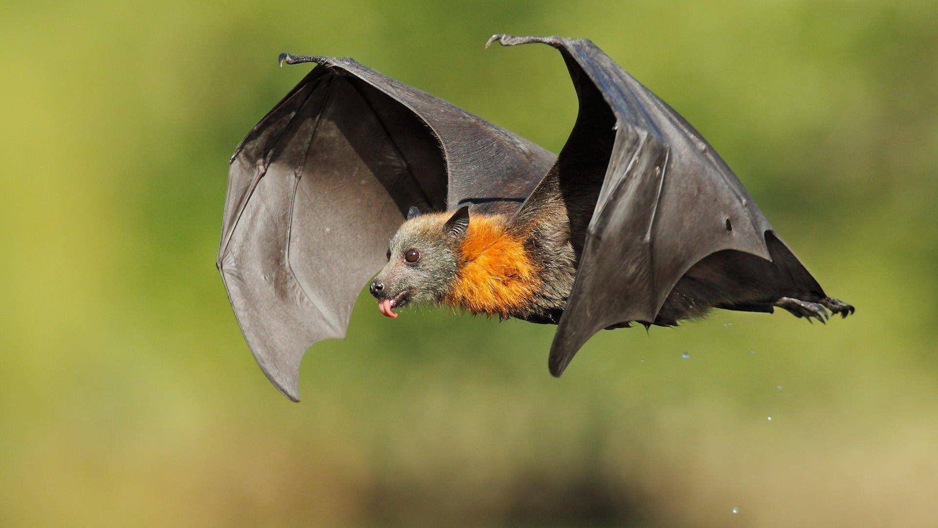 Рукокрылые: Интересные факты про Шерстокрылов, Крыланов и Летучих мышей смотреть онлайн