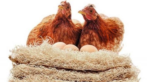 Подстилка в гнезда курам. Гнездовые коврики для несушек.