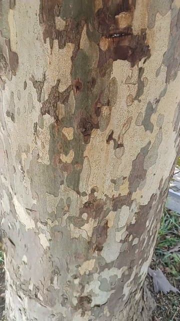 Платан смотреть онлайн