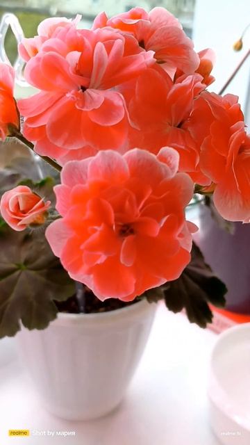 #пеларгония #моя любимая #красота смотреть онлайн