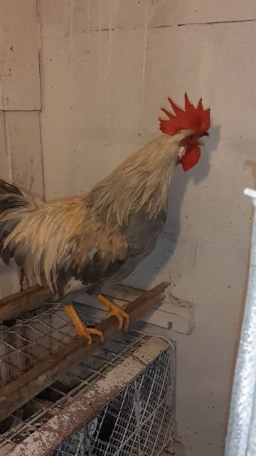 Петух Леггорн Лаванда! #петух #chick #chicken #июль смотреть онлайн
