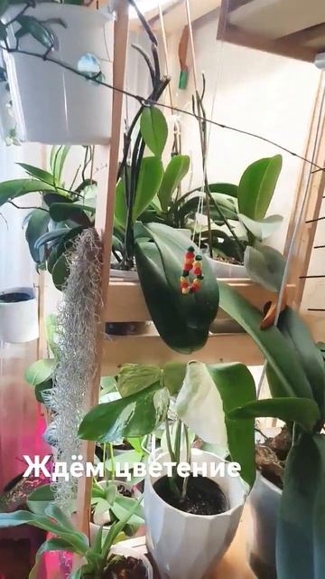 до цветения ждать ещё месяца два 🦋 #орхидеи #коллекци? смотреть онлайн