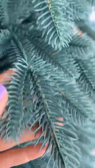 Ель Магдалена Голубая 100% ветки PE (литые) смотреть онлайн