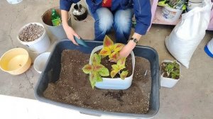 ВЫСАЖИВАЕМ КОЛЕУСЫ НА УЛИЦУ. шаг 3 - пересадка