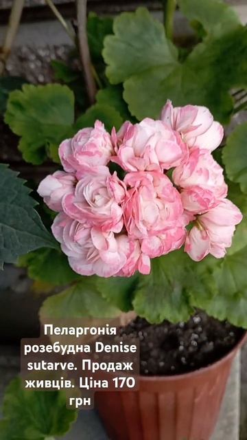 Пеларгонія розебудна Denise sutarve смотреть онлайн