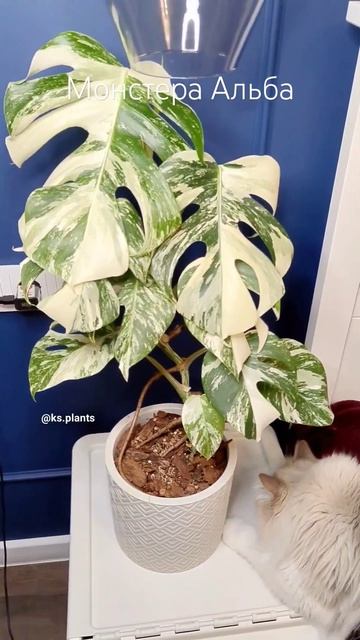 Монстера Альба смотреть онлайн