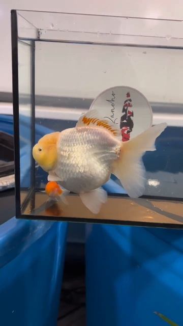 Всё потому-что кто-то слишком много ест… смотреть онлайн