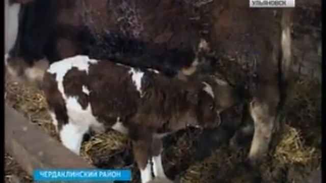 Герефорд в Ульяновске смотреть онлайн