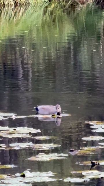 Дикая утка среди кувшинок. #birds #птицы #nature #птицы #приро смотреть онлайн