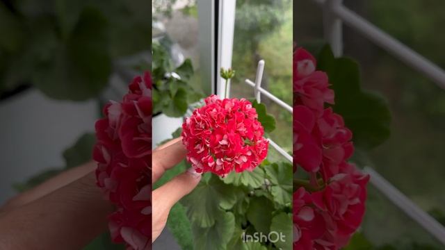 Грустный обзор пеларгоний на балконе, 29июля😩 смотреть онлайн