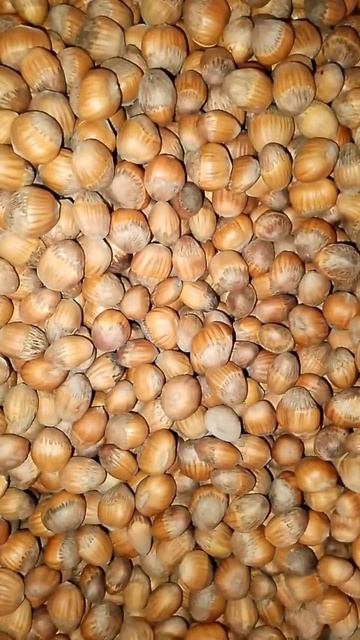 Медвежий орех семена. Питомник растений. City Gardens смотреть онлайн