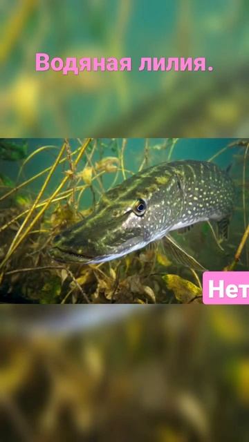 Дух Водяная лилия. смотреть онлайн