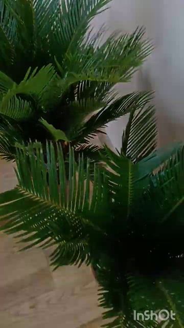 Пальма Цикас (Саговник). Заказ растений в Астрахани WA 89 смотреть онлайн