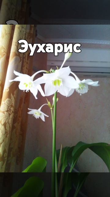 Эухарис ,семейство Аморилисовых смотреть онлайн