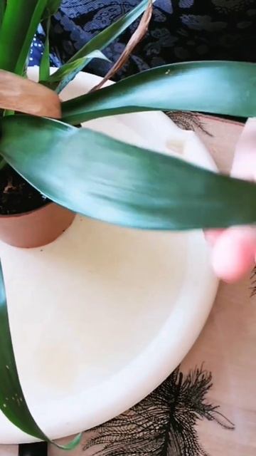 Гузмания. Отсаживаю детки..... смотреть онлайн