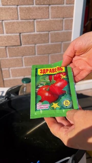 Как правильно обработать томаты #томаты #дача #урожай смотреть онлайн