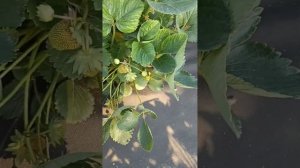 Обзор поздних сортов клубники. Мальвина и Магнус. #strawbe