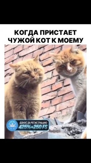 мяу мяу отсюдова #угар #дослез #мем #приколы #мемы #смеш?