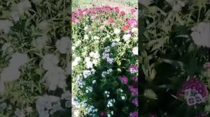 Первая срезка Турецкой гвоздики