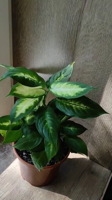 Диффенбахия. Цена на момент публикации 500 руб смотреть онлайн