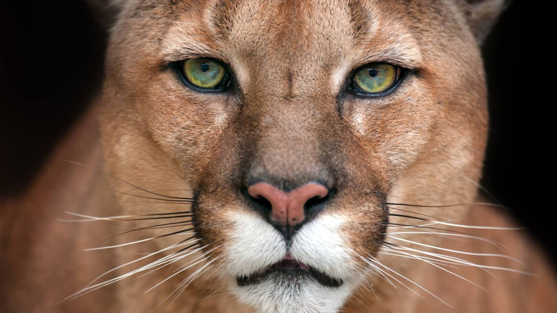 Значение Хищников в природе: Интересные факты про Пуму и Волков смотреть онлайн