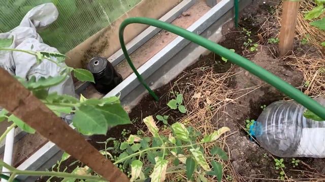 Домашнее видео | дачный обзор 2 июня | сажаю клематис Та смотреть онлайн