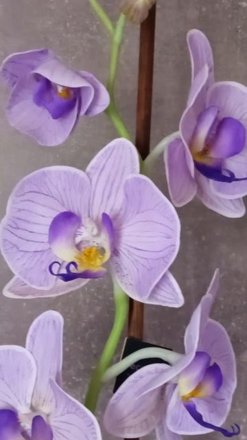 Орхидея фаленопсис ручной работы #shortvideo #орхидеи #ручн смотреть онлайн