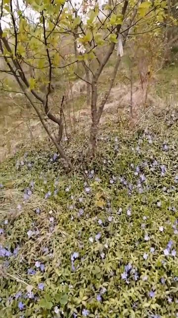 барвинок расцвел смотреть онлайн