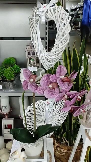 Такая Орхидея будет цвести вечно #орхидеи #orhids #relaxing #sho смотреть онлайн