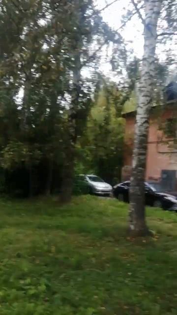 Грустные берёзки. смотреть онлайн