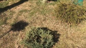 Хвойный Сад Надежды. Открытие сезона часть II. 29.03.2025