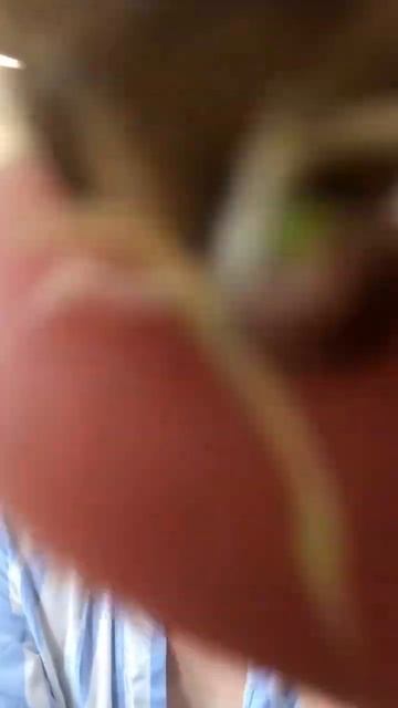 Собрала урожай клубней Алоказии Мишольца, а вы в чем п? смотреть онлайн