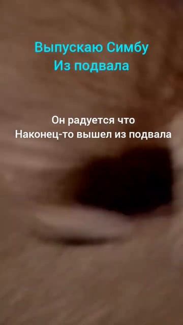 Выпускаю Симбу из подвала #кот #коты #кот001 #подпишись #? смотреть онлайн
