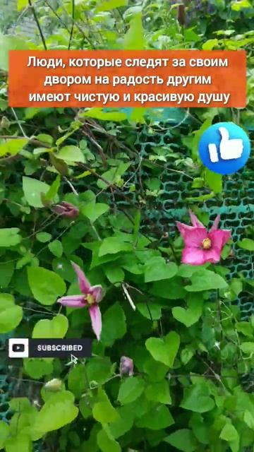 Отправляю поклон тем, кто следит за красотой своих дво смотреть онлайн