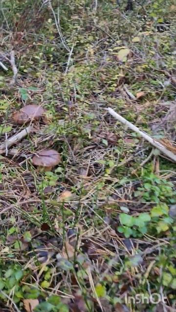 БЕЛЫЕ ГРИБЫ, но белые польские грибы🤔 грибы растут по смотреть онлайн