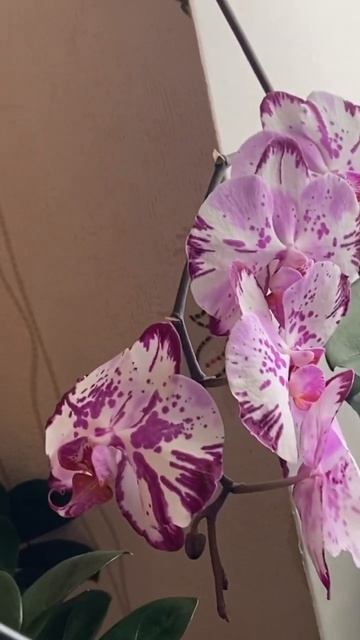 ОРХИДЕЯ после пересадки 6 смотреть онлайн