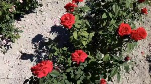 Красный конь, это ого го какой конь, роза парковая. Пит?