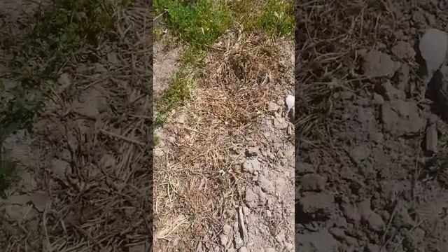 Павловния ағашы #павловния смотреть онлайн