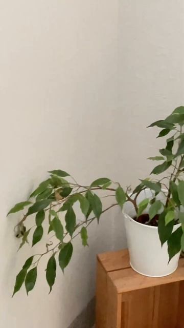 Комнатные цветы. Фикус#цветы смотреть онлайн