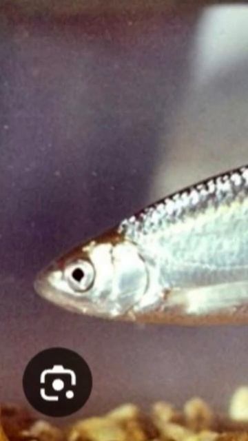 Рыбы вредители 2 часть смотреть онлайн