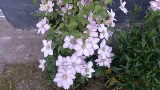 Клематис Джоан Піктон. Clematis Joan Picton