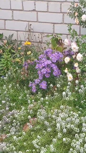 клумба октябрь 2024