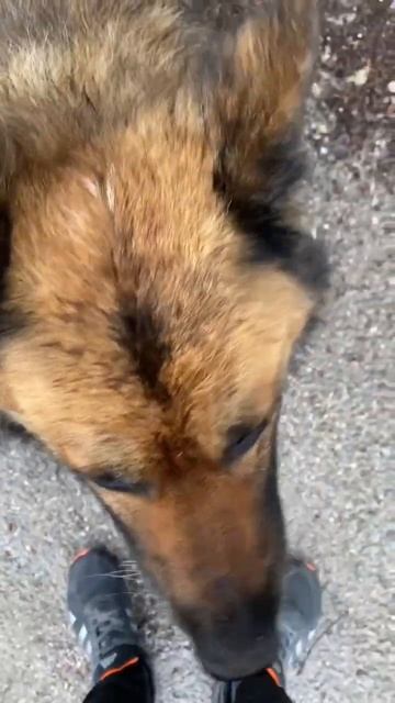 Слушаем команду #лютик #охраннаясобака #собаки #shorts смотреть онлайн