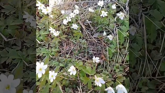 Ветреница уральская🌿🌿🌿 смотреть онлайн