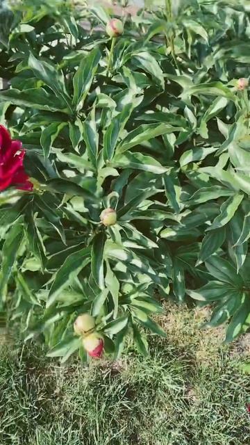 Пион Филипп Ривуар(Philipp Revoire) #весна2023 #садовод #peony #пио? смотреть онлайн