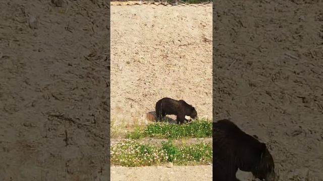 Медведи Сахалина